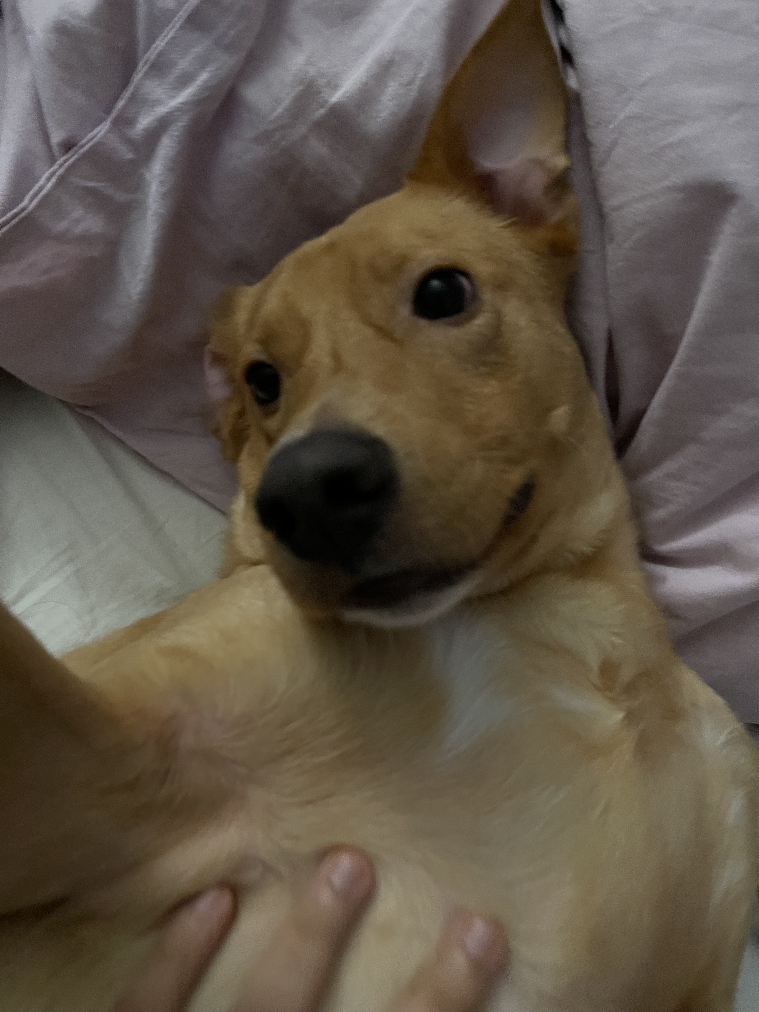 Simba the foster dog